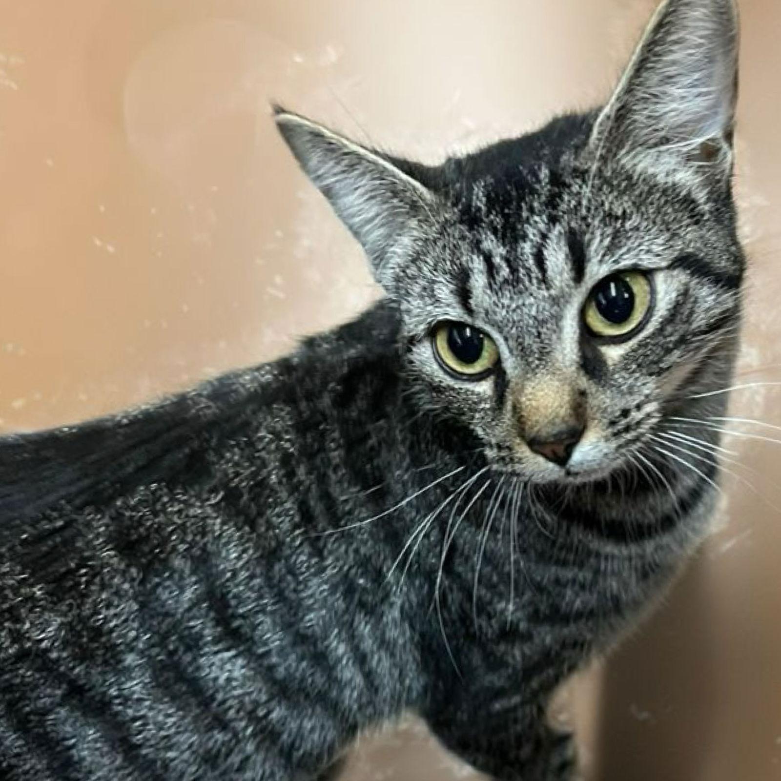 Enlarge Amari, a Adoptable Domestic Short Hair in Blasdell, NY image 1/1