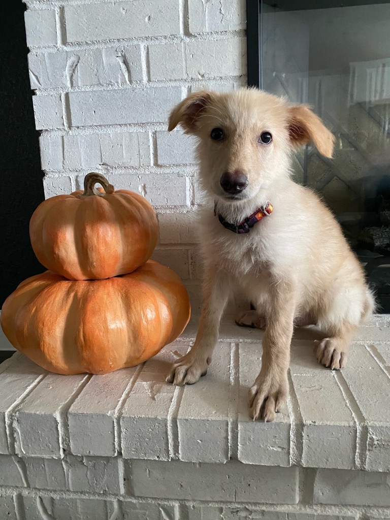 Dog for adoption Krystal, an Afghan Hound Mix in Albany, NY Petfinder