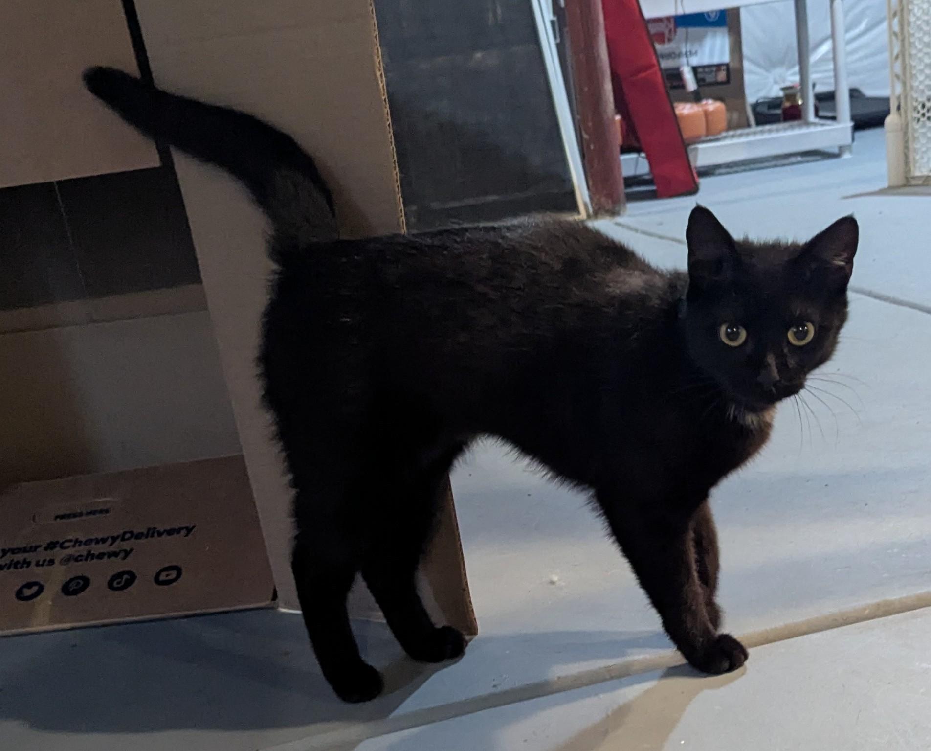 Buttercup, a Adoptable Domestic Short Hair in Huntley, IL image 2/2