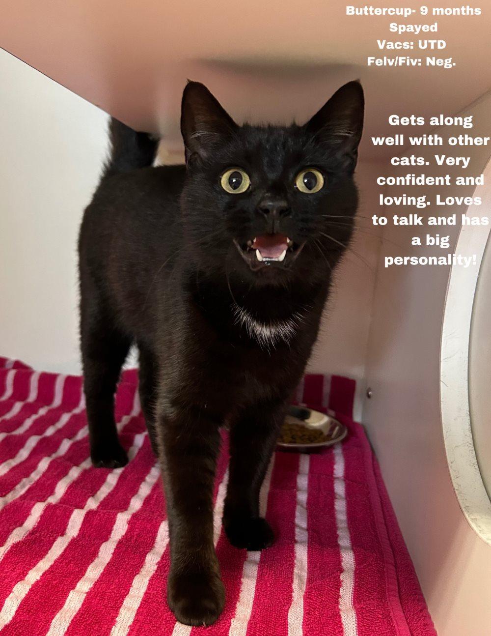 Buttercup, a Adoptable Domestic Short Hair in Huntley, IL image 1/2