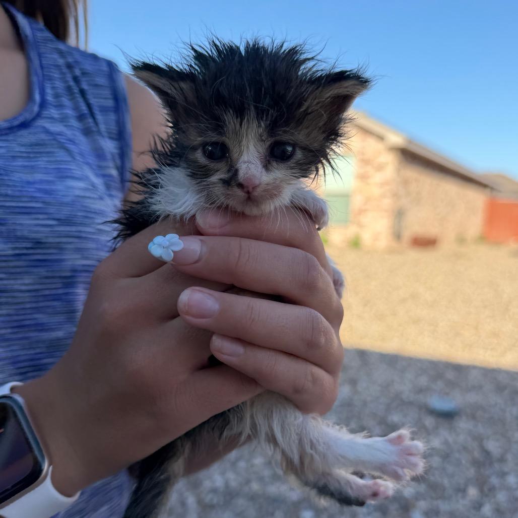 Birdie Mae, Adoptable, Kitten Female Domestic Long Hair.