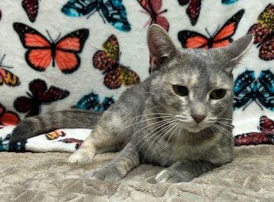 Enlarge 250556 Memphis, a Adoptable Domestic Short Hair in Wetumpka, AL image 1/3