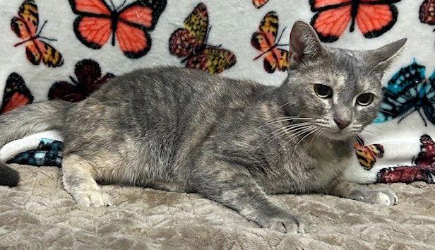 Enlarge 250556 Memphis, a Adoptable Domestic Short Hair in Wetumpka, AL image 2/3