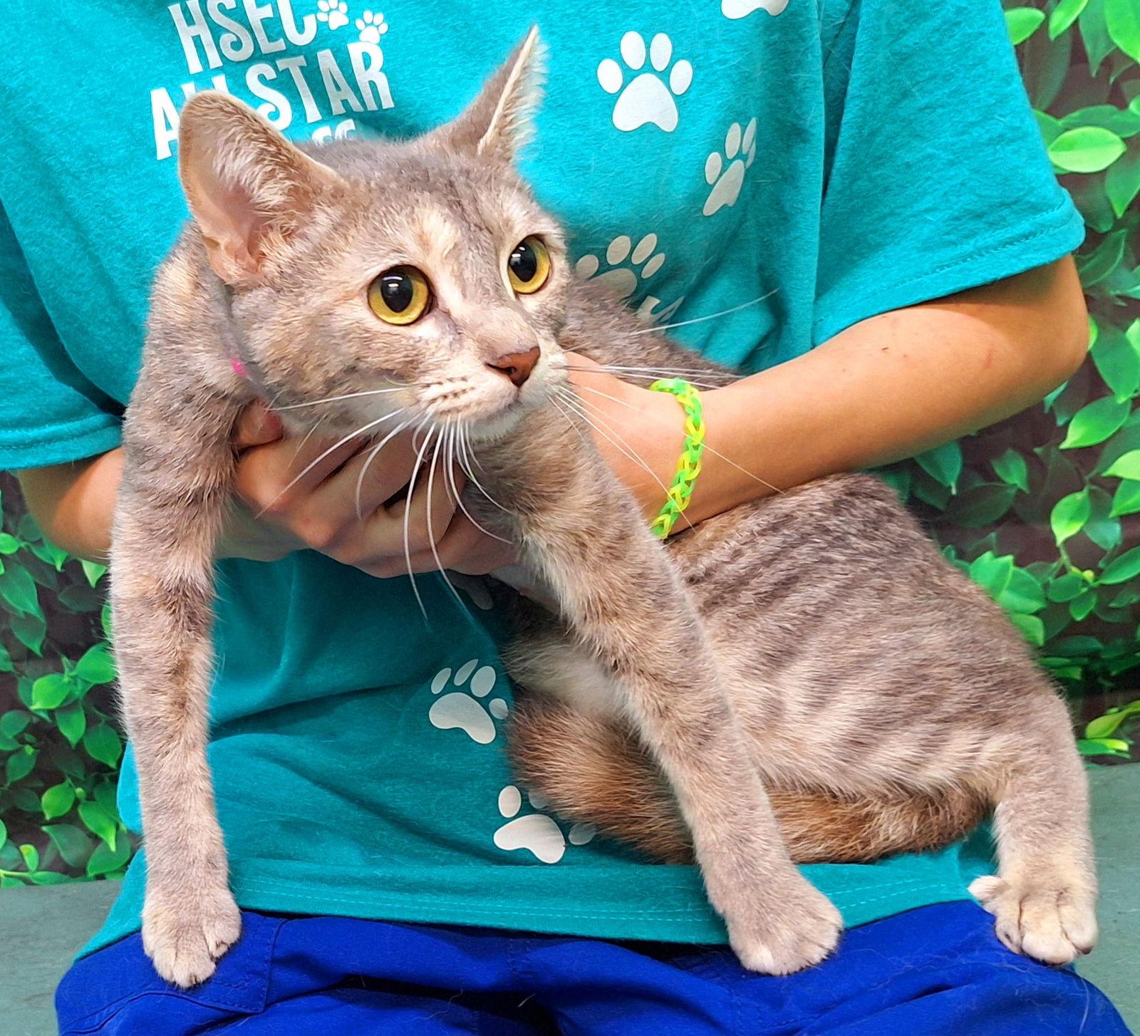 Enlarge 250556 Memphis, a Adoptable Domestic Short Hair in Wetumpka, AL image 3/3