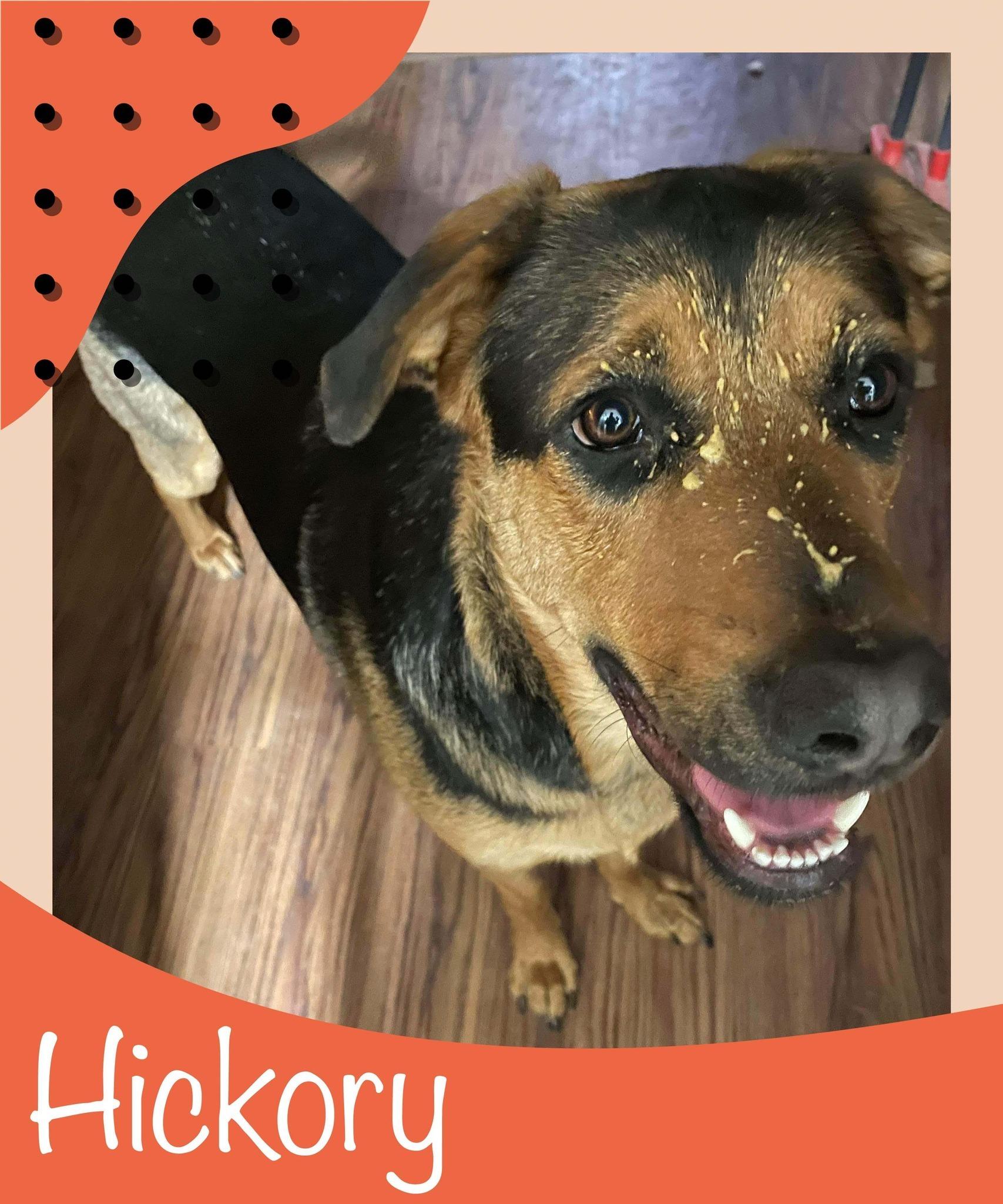 Hickory, Adoptable, Adult Male German Shepherd Dog & Rottweiler.