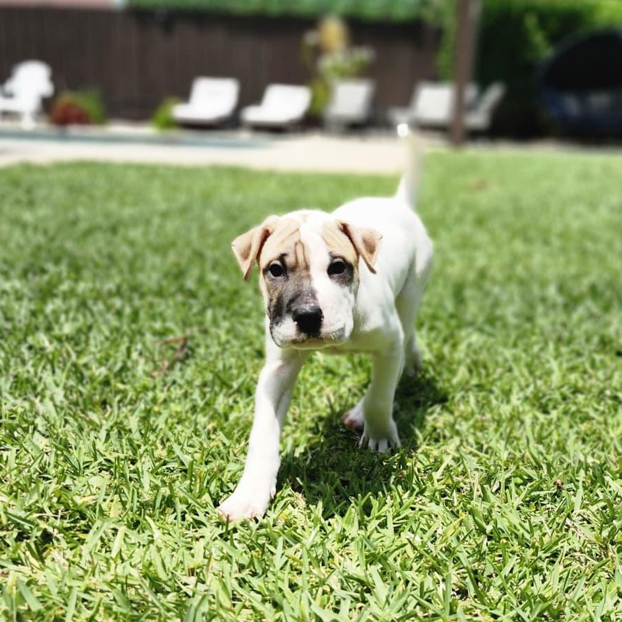 Ahsoka, Adoptable, Puppy Female Shar-Pei & Mixed Breed.