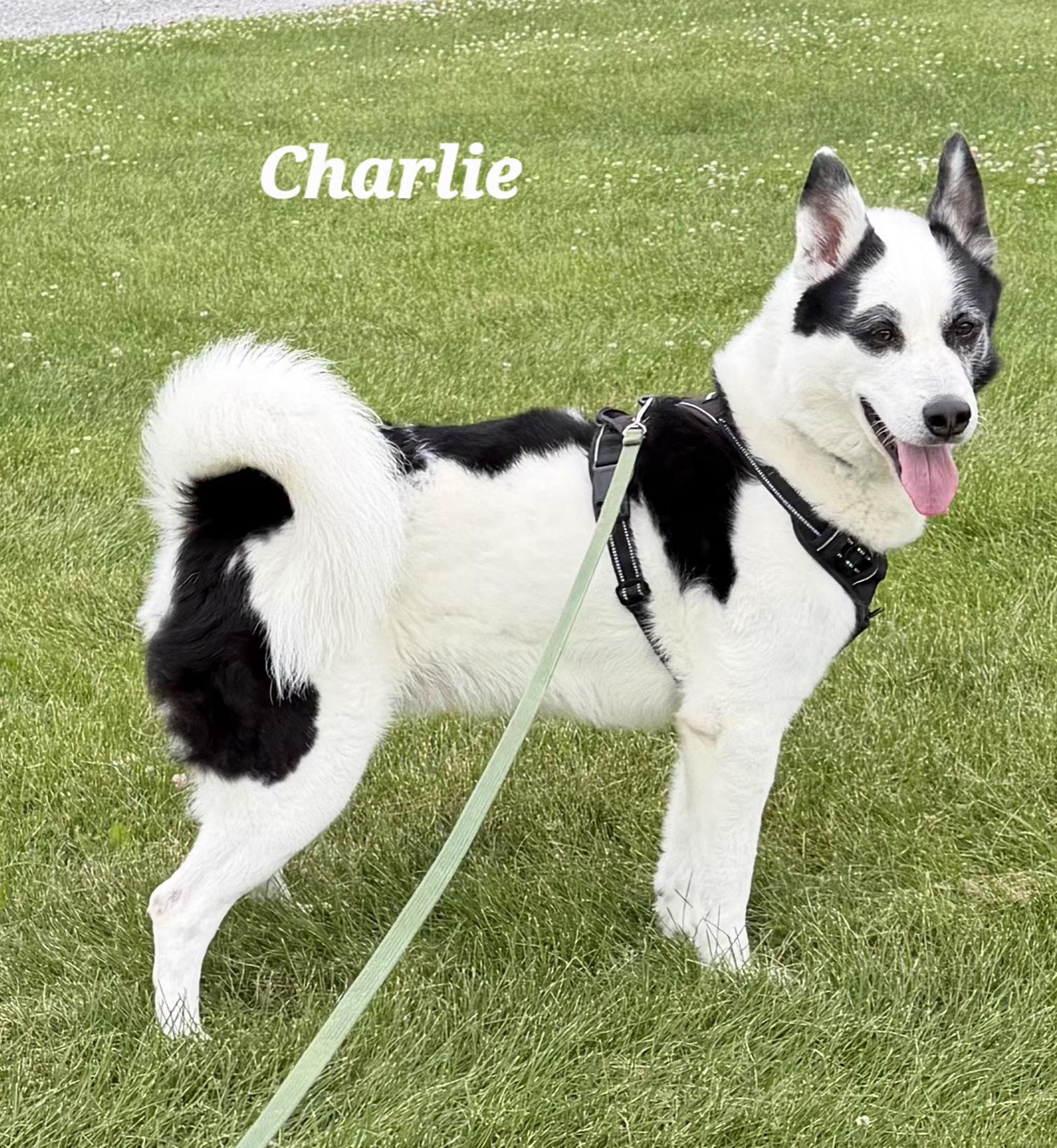 Enlarge Charlie, an adoption pending mixed breed in Urbana, OH image 1/2