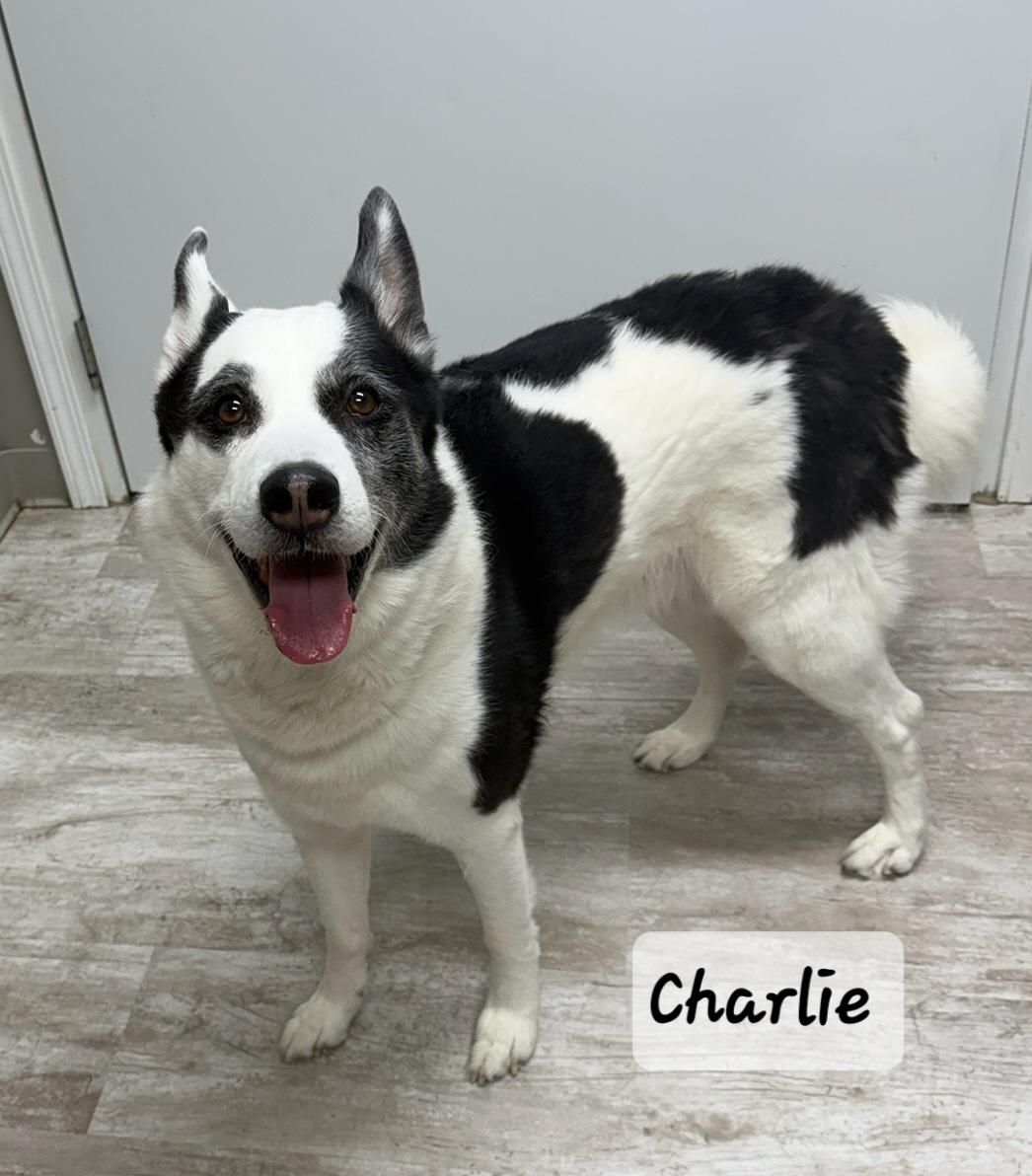 Charlie, ADOPTABLE, Adult Male Husky.