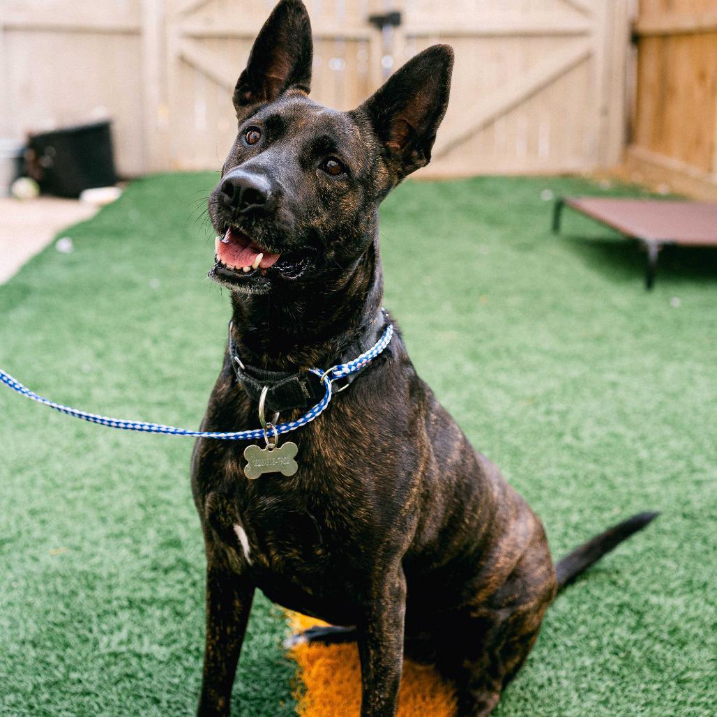 Leila (Reduced Rover), Adoptable, Adult Female Dutch Shepherd.