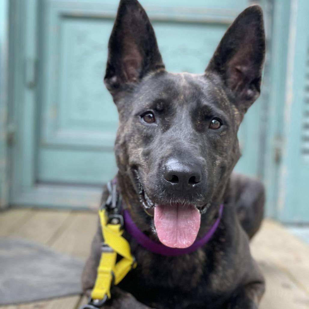 Enlarge Leila (Reduced Rover), a Adoptable mixed breed in New Orleans, LA image 2/6