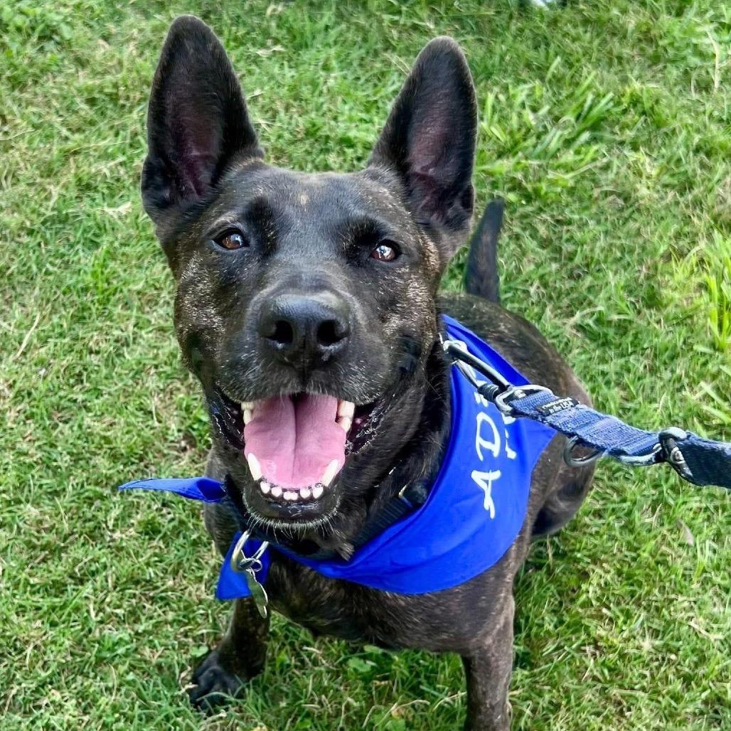 Enlarge Leila (Reduced Rover), a Adoptable mixed breed in New Orleans, LA image 3/6