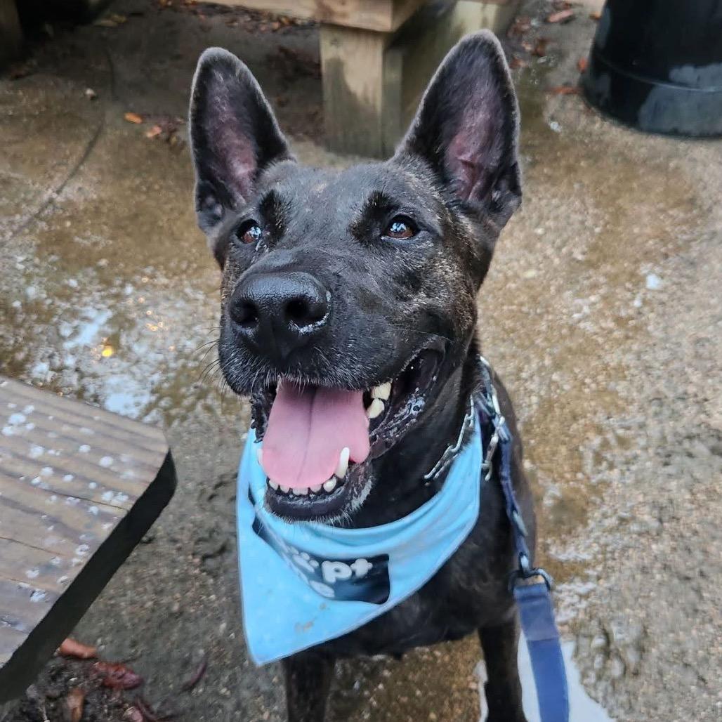 Enlarge Leila (Reduced Rover), a Adoptable mixed breed in New Orleans, LA image 3/6