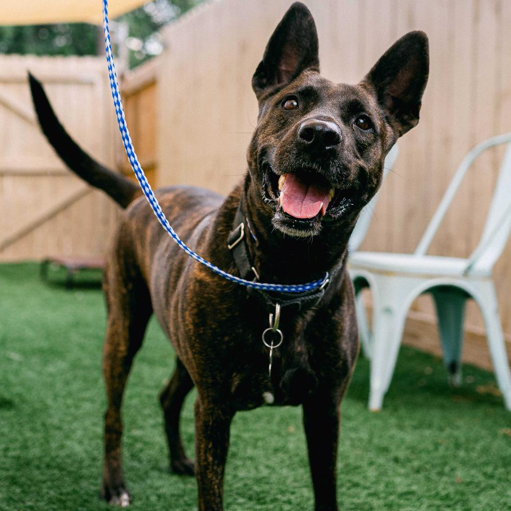 Enlarge Leila (Reduced Rover), a Adoptable mixed breed in New Orleans, LA image 3/6