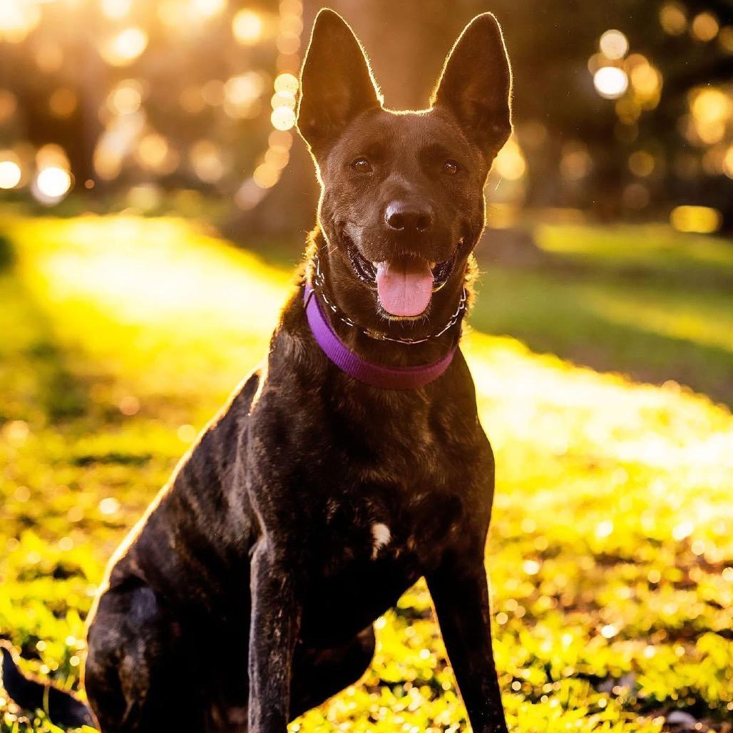 Enlarge Leila (Reduced Rover), a Adoptable mixed breed in New Orleans, LA image 4/6
