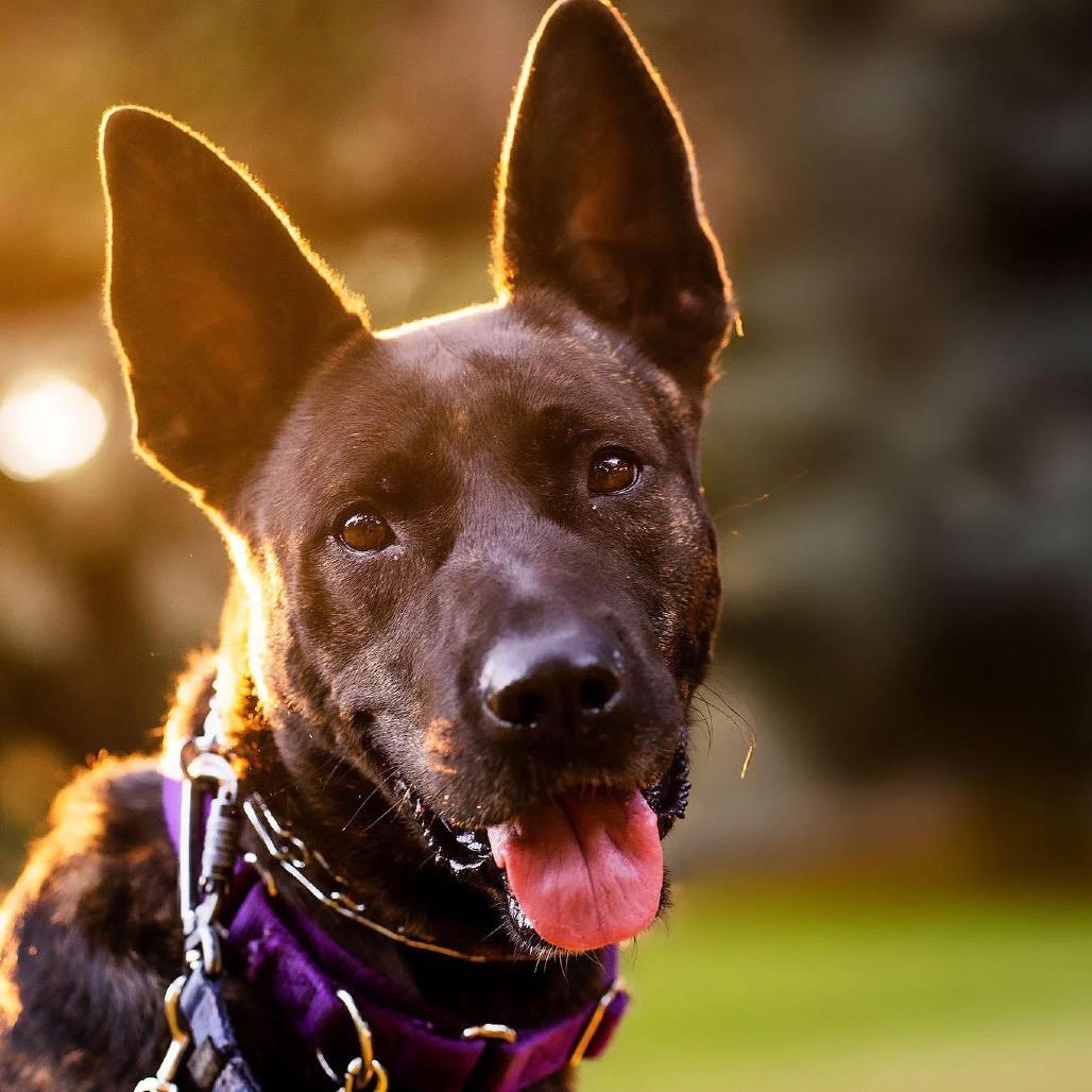 Enlarge Leila (Reduced Rover), a Adoptable mixed breed in New Orleans, LA image 5/6