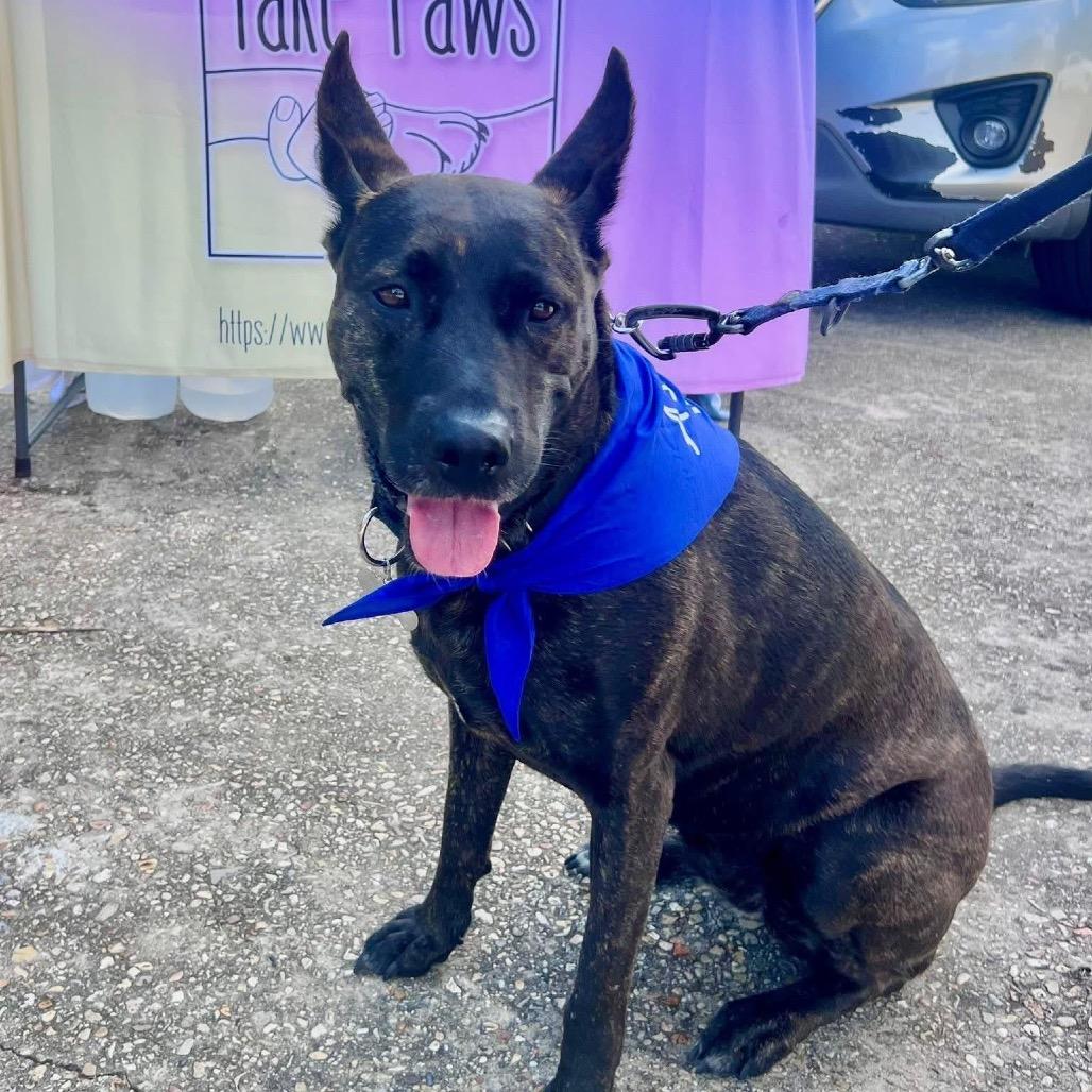 Enlarge Leila (Reduced Rover), a Adoptable mixed breed in New Orleans, LA image 6/6