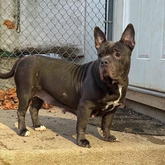 Sage, a Adoptable mixed breed in Archbold , OH image 2/2