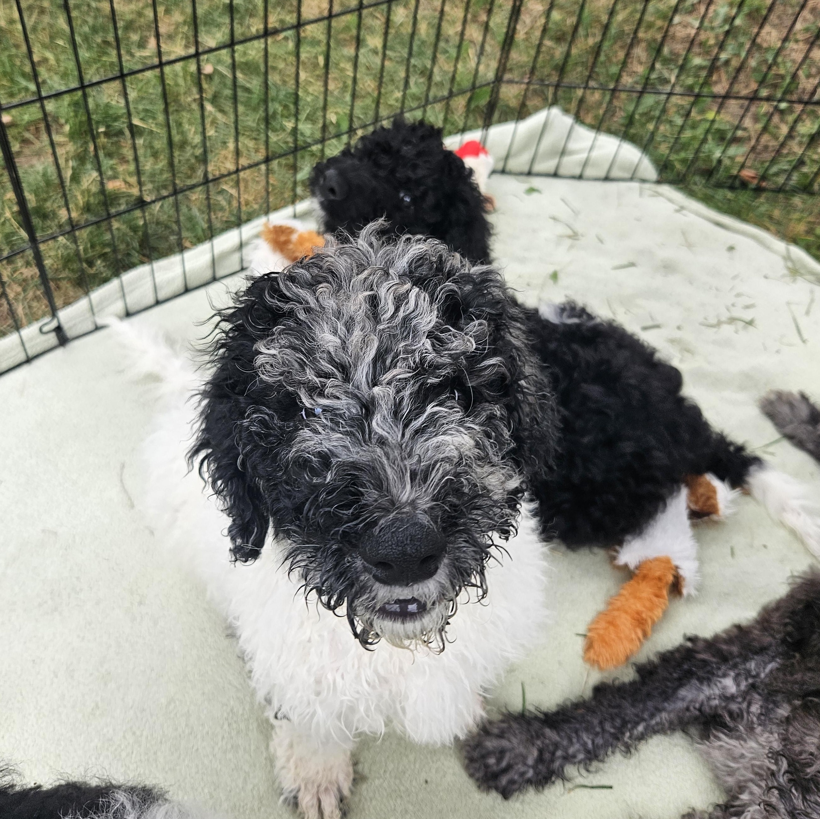 Ivan - In Foster