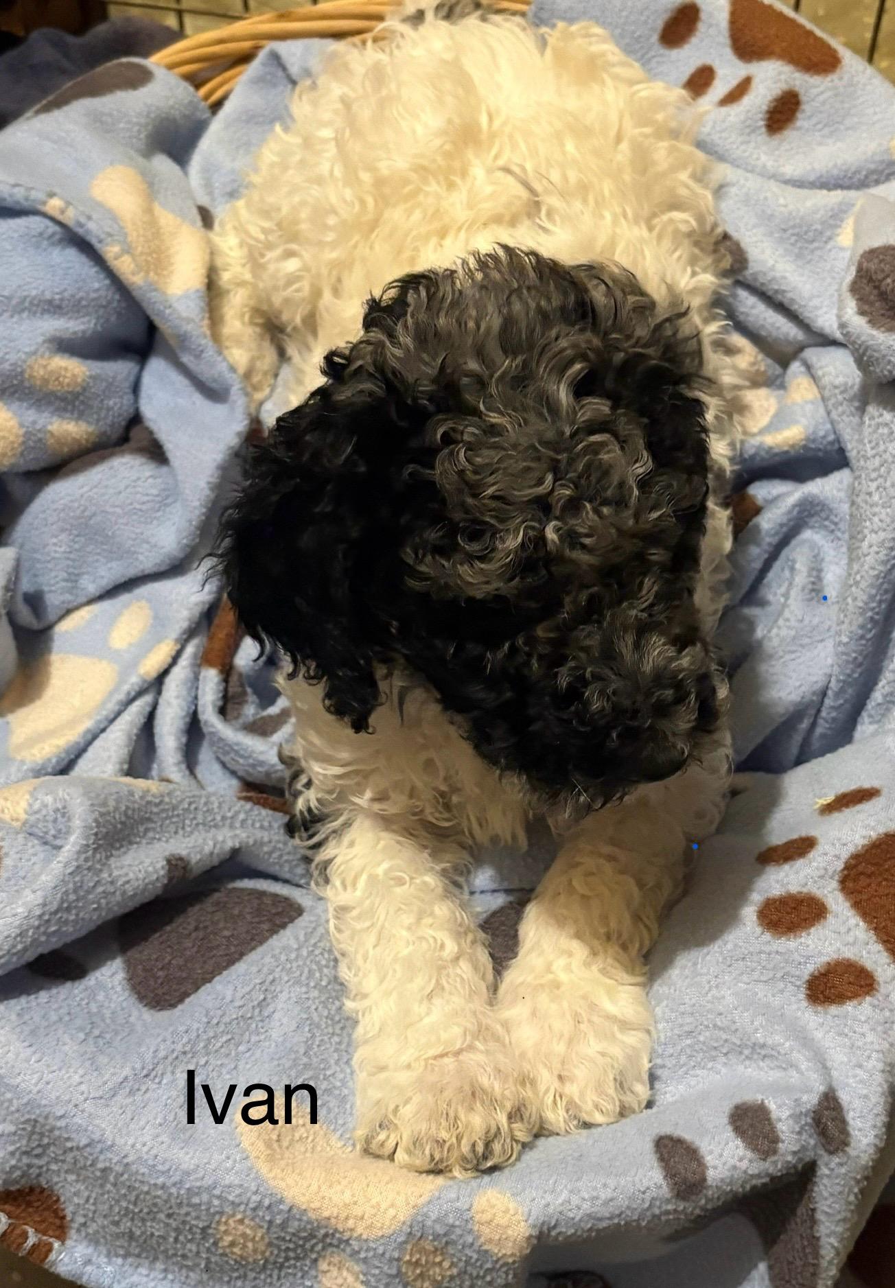 Ivan - In Foster