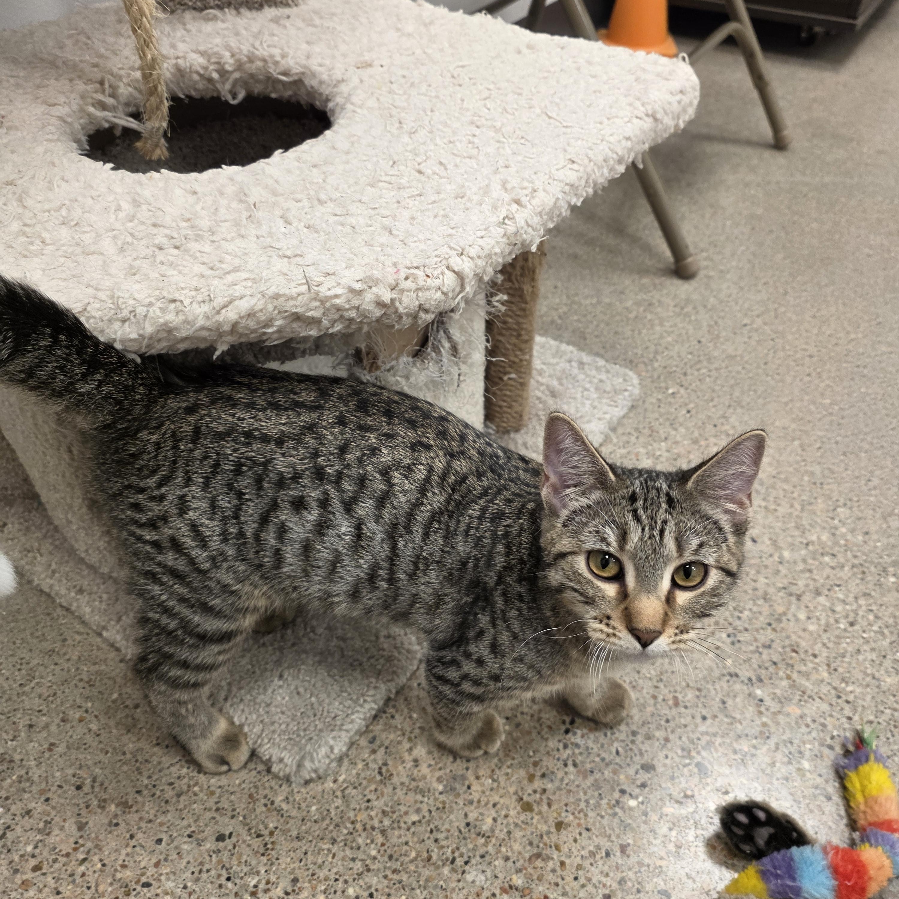 Enlarge Alex, a Adoptable Domestic Short Hair in Minden, NE image 2/3
