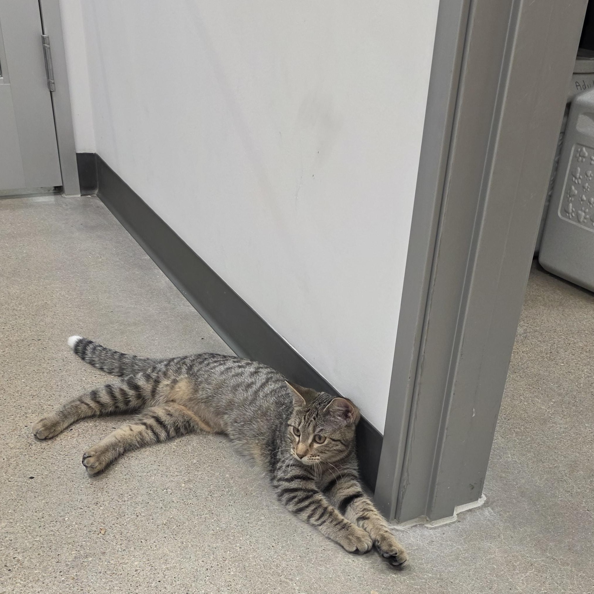 Alex, Adoptable, Kitten Female Domestic Short Hair.