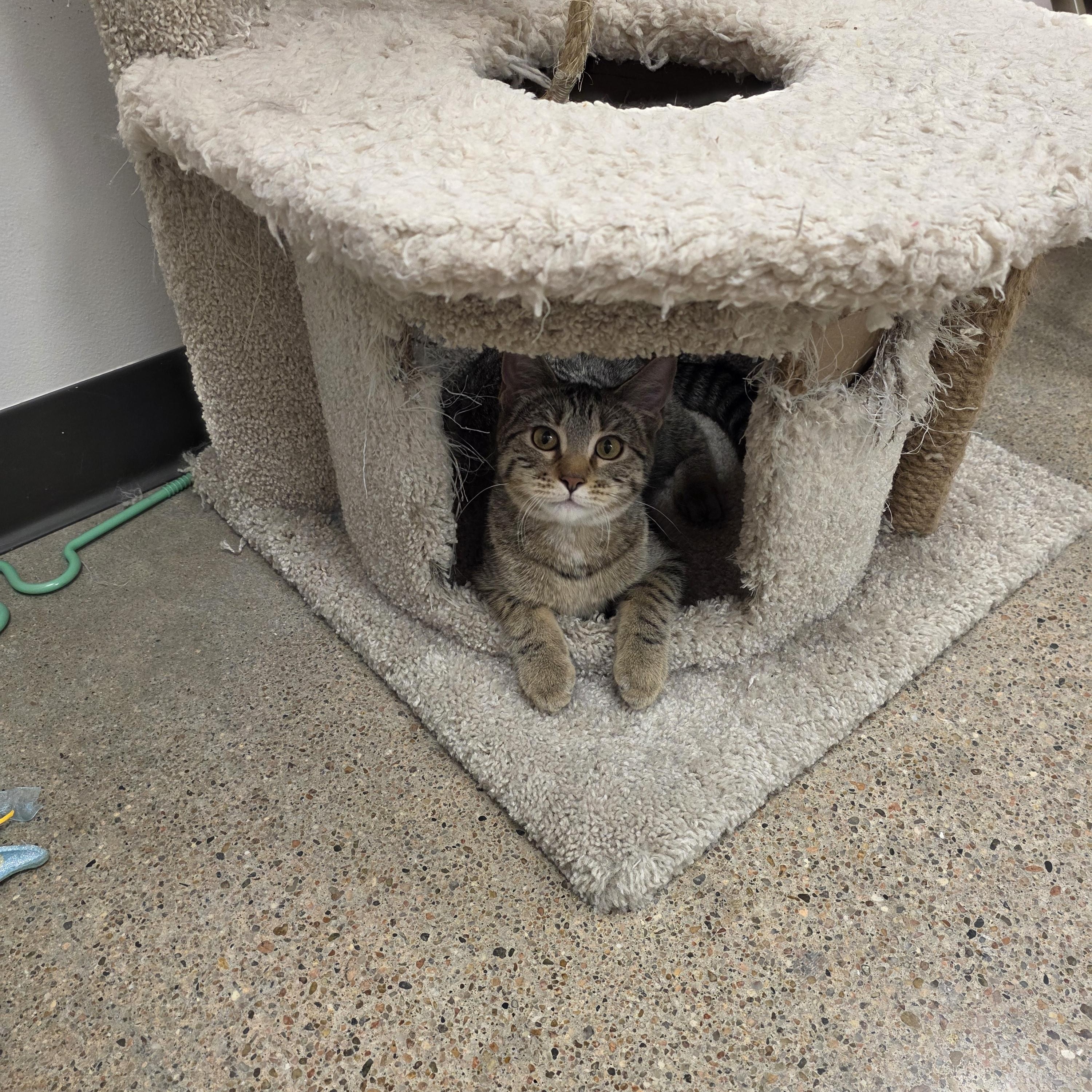 Enlarge Alex, a Adoptable Domestic Short Hair in Minden, NE image 3/3