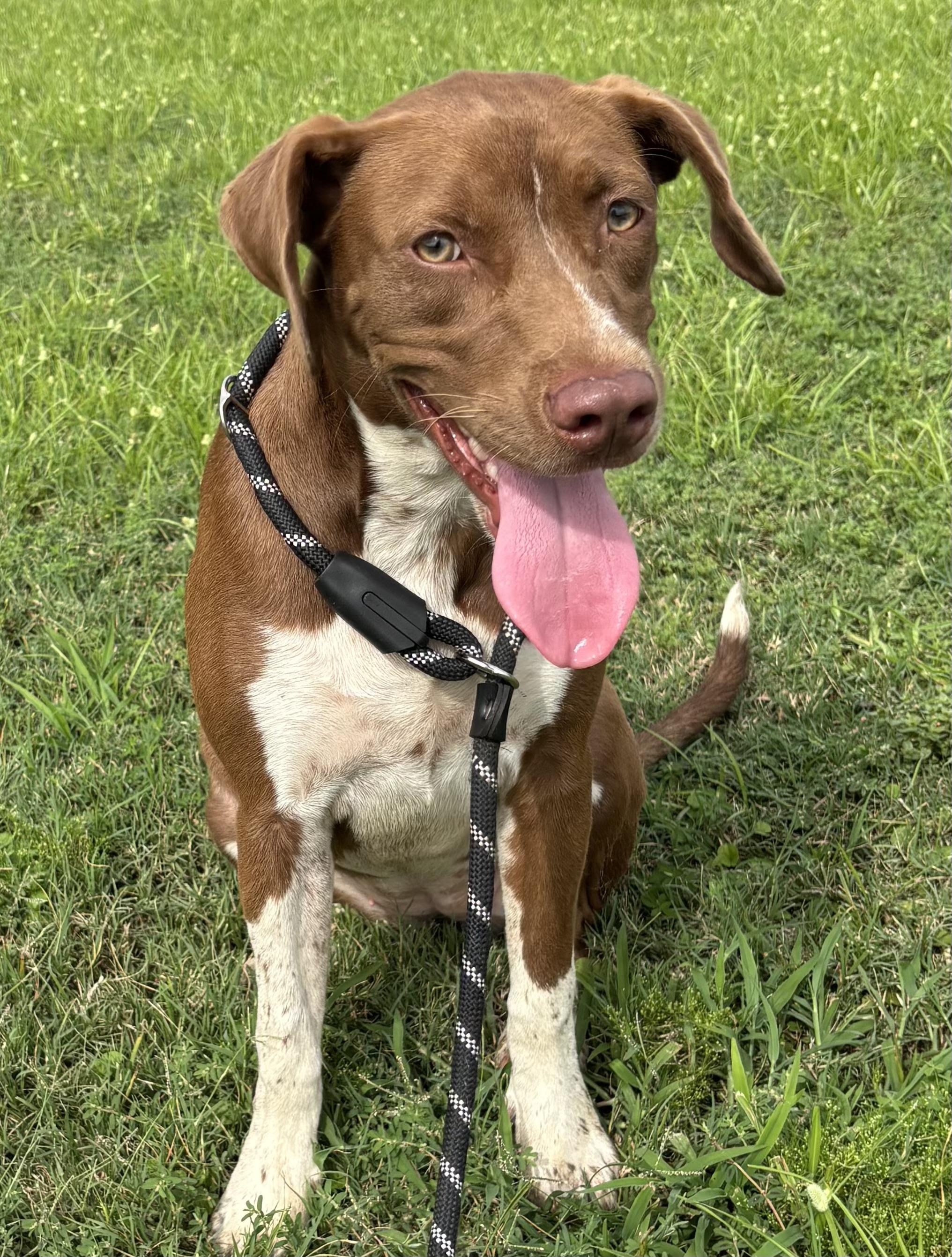Cinnamon