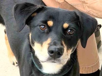 Princess Leia, adopted, Adult Female Mixed Breed.