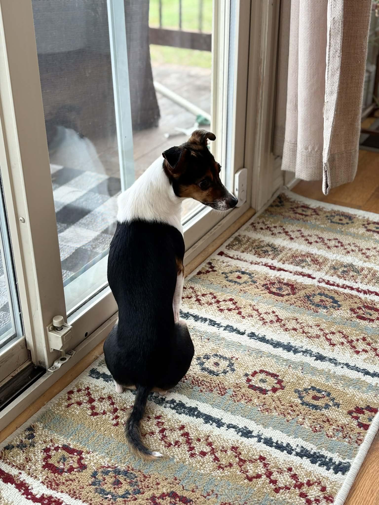 Enlarge Penny, an adopted mixed breed in Overland Park, KS image 3/5