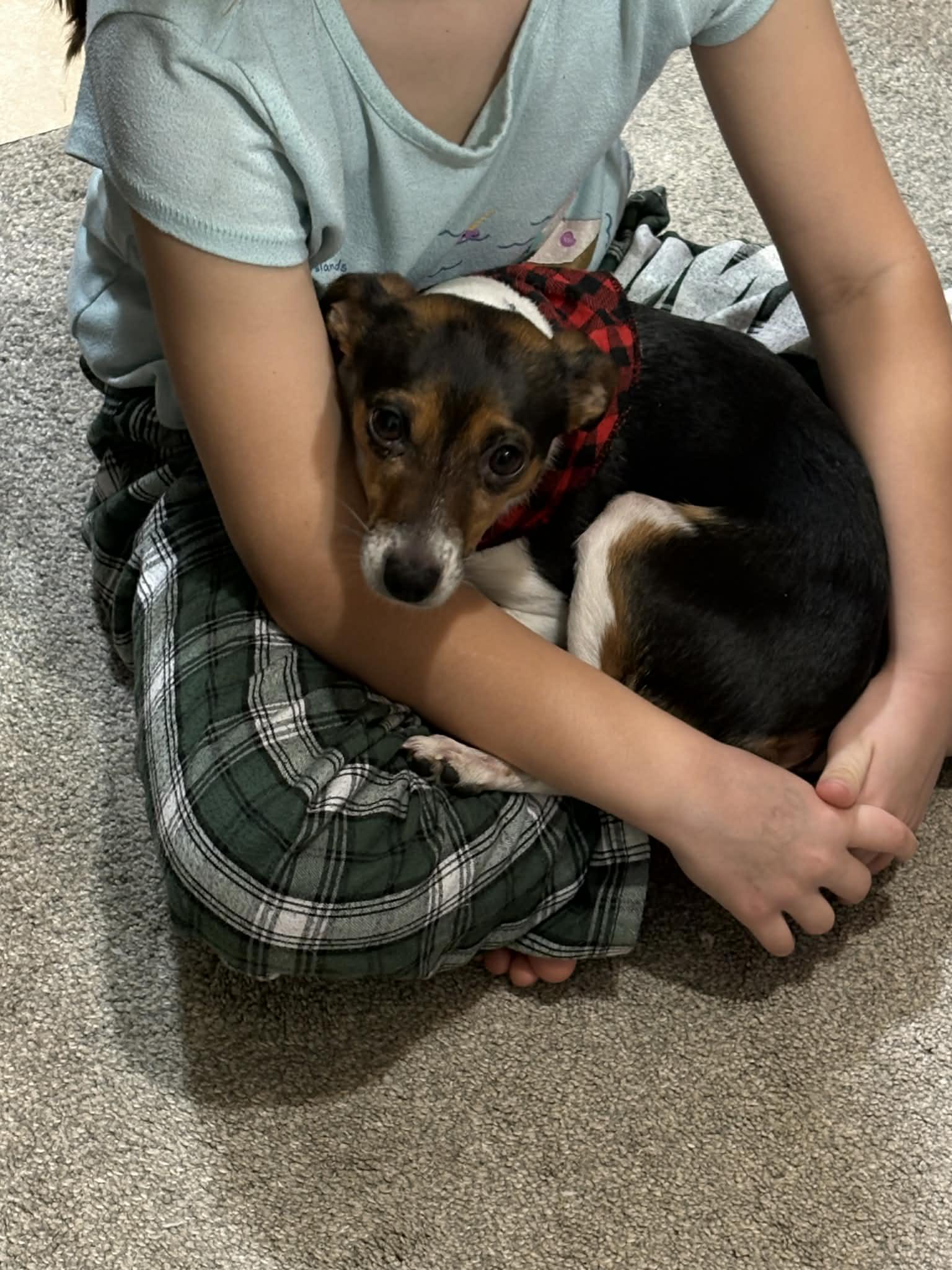 Enlarge Penny, an adopted mixed breed in Overland Park, KS image 2/5