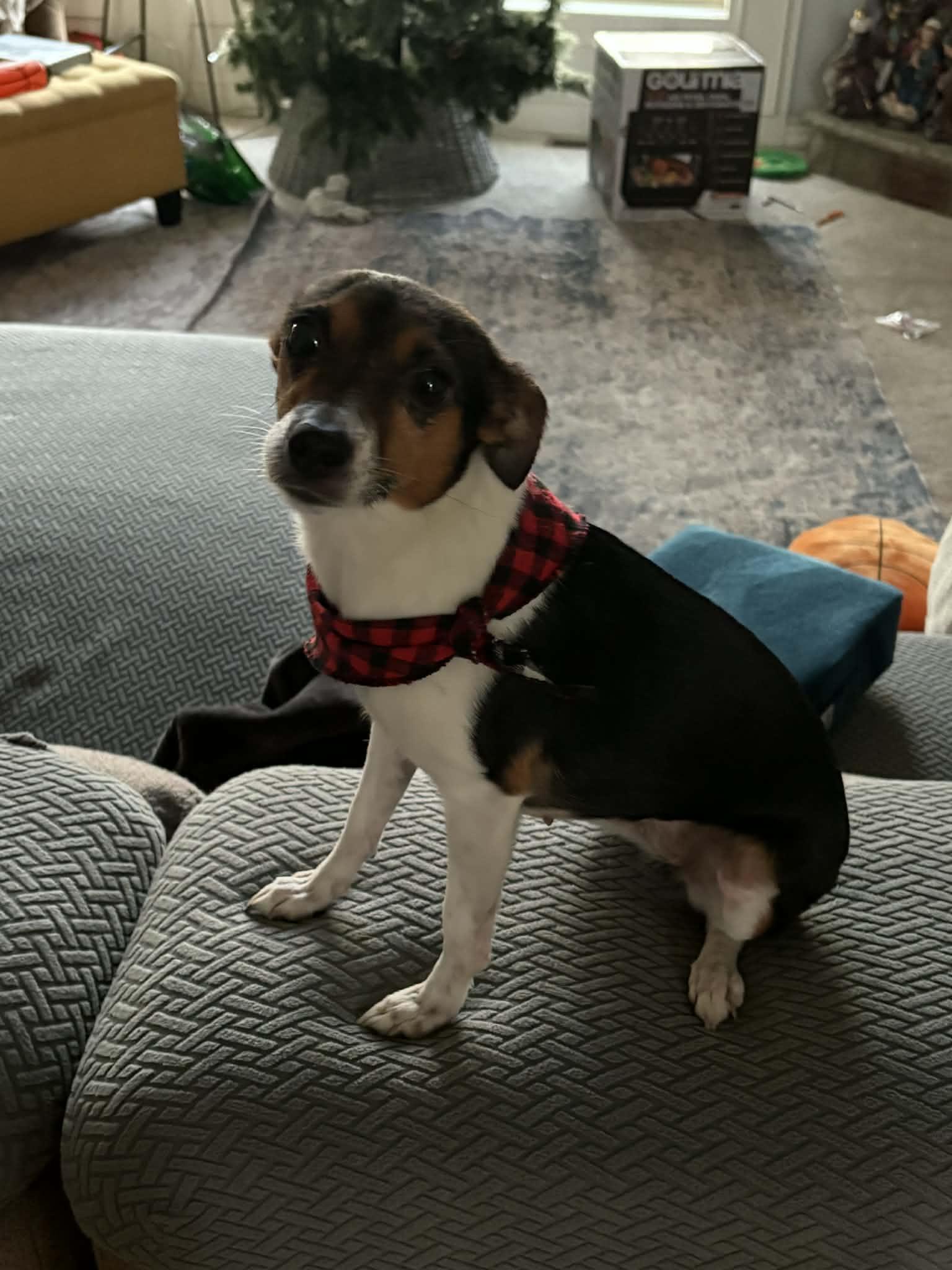 Enlarge Penny, an adopted mixed breed in Overland Park, KS image 5/5