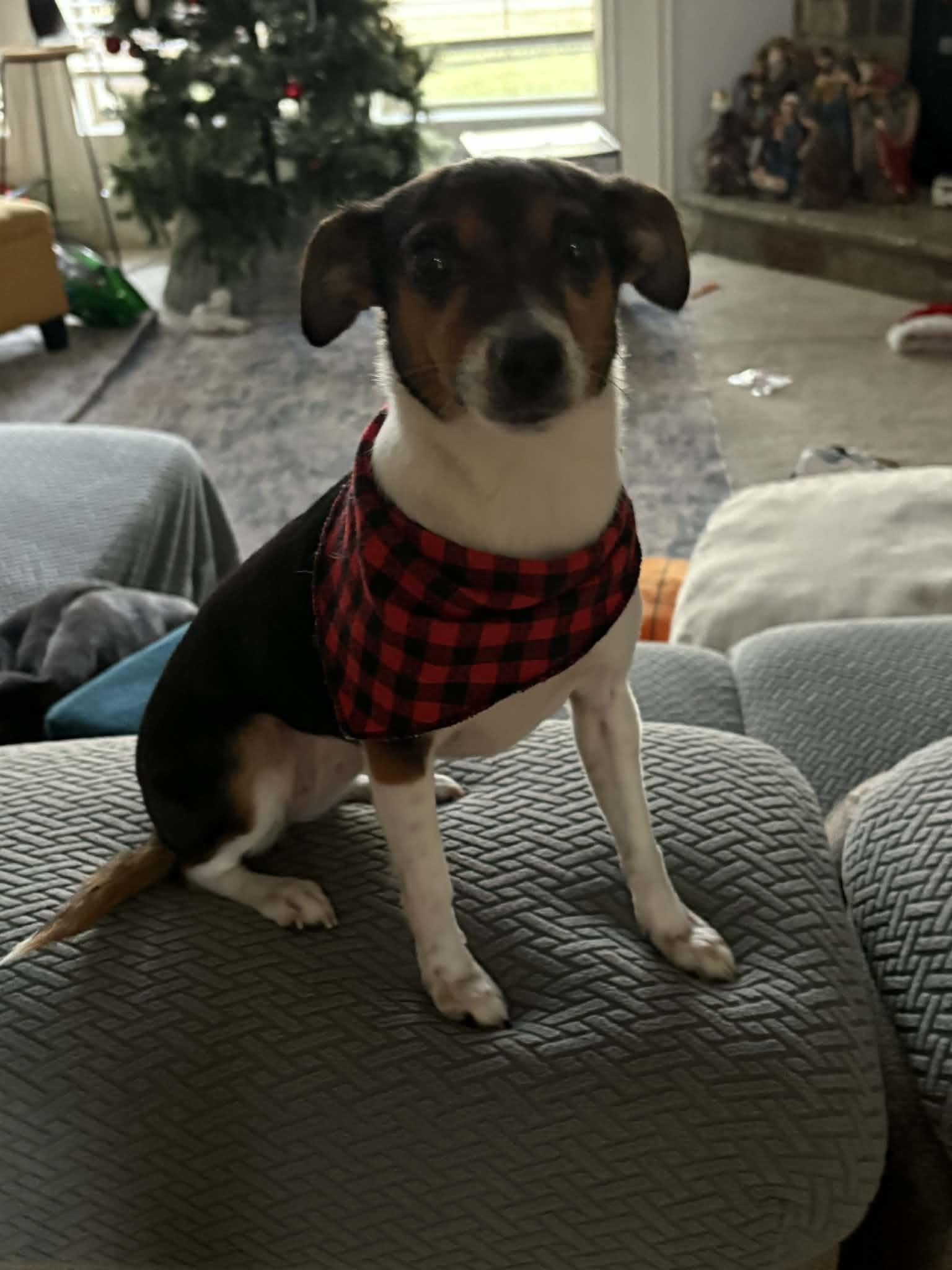 Enlarge Penny, an adopted mixed breed in Overland Park, KS image 1/5