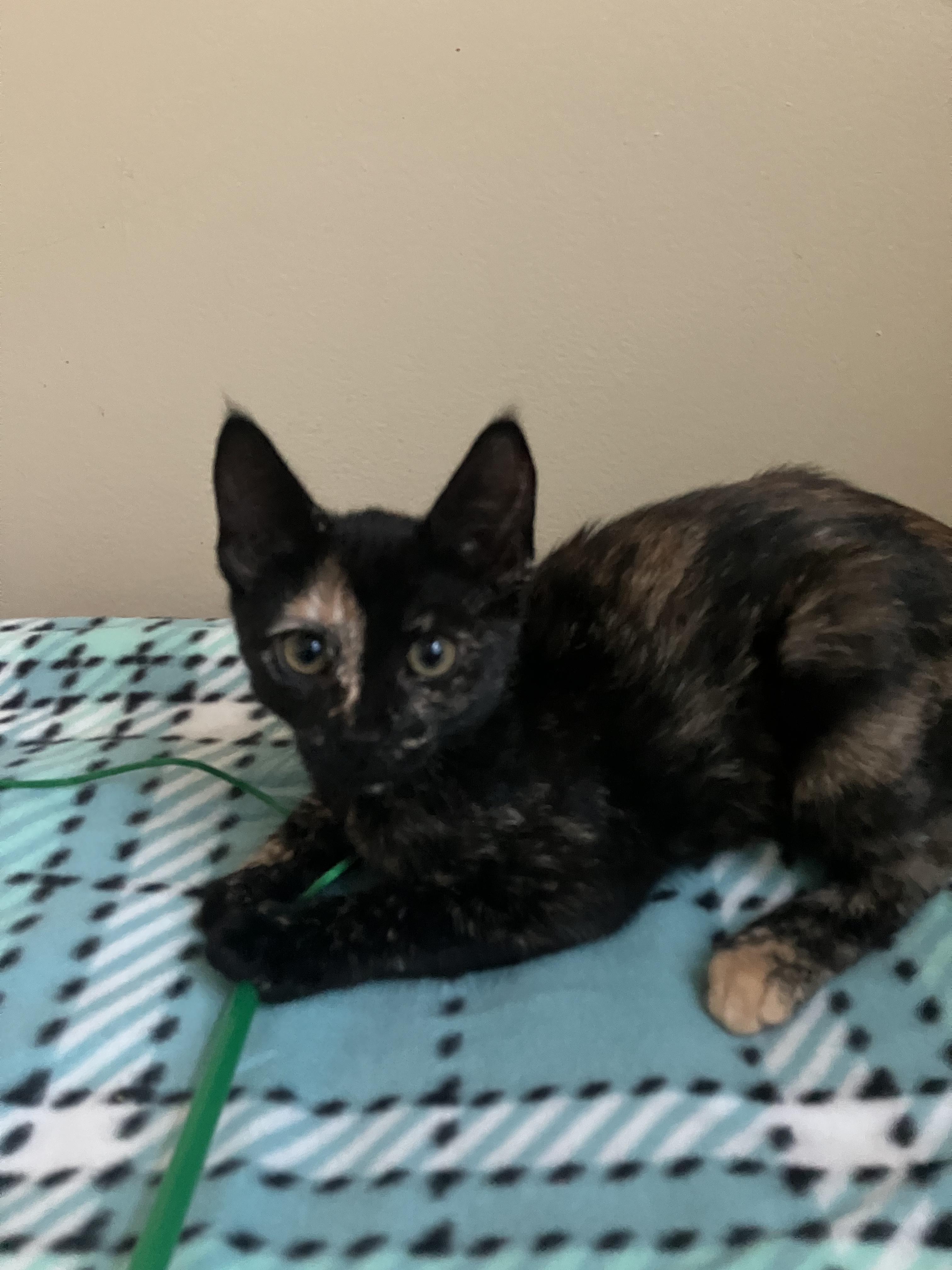 Biscotti and Hazelnut, a Adoptable Tortoiseshell in Woburn, MA image 1/2