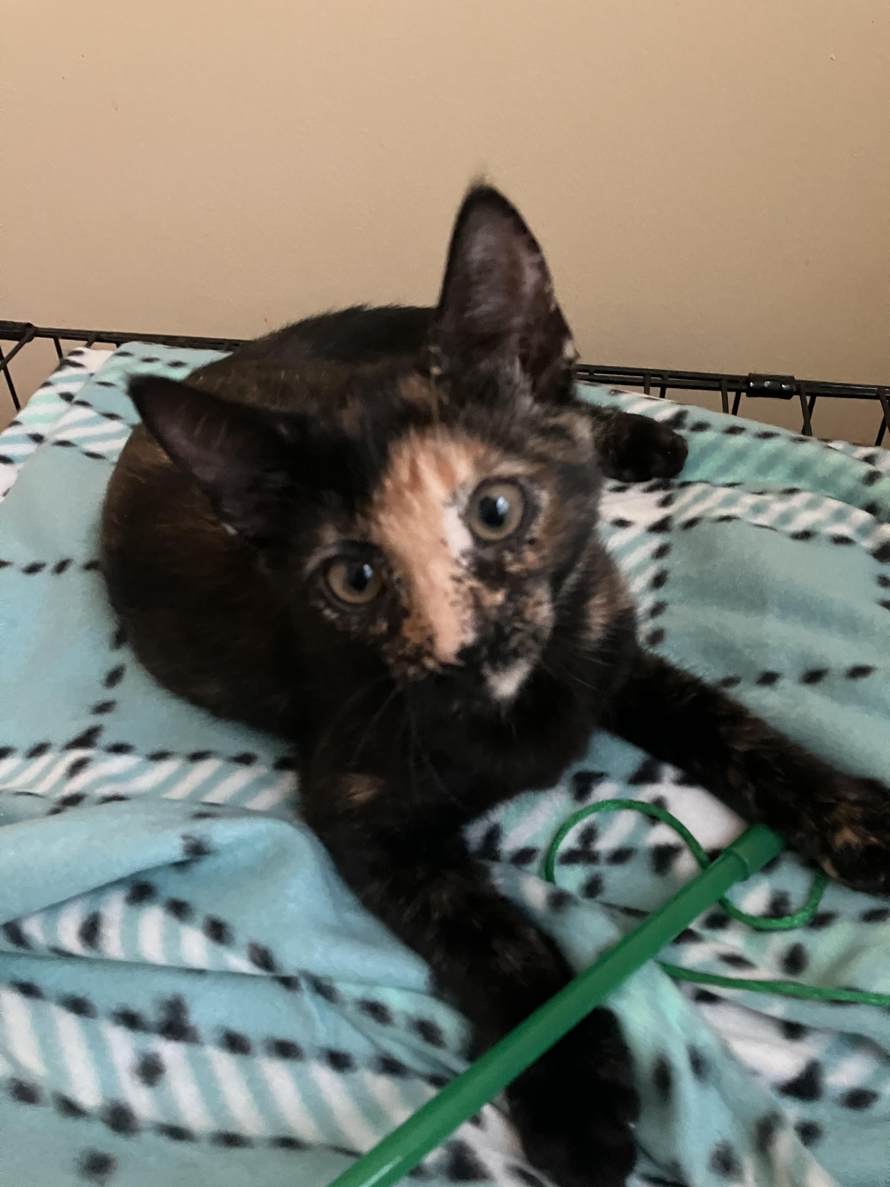 Biscotti and Hazelnut, a Adoptable Tortoiseshell in Woburn, MA image 2/2