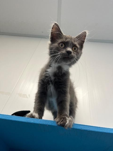 Smokey, Adopted, Kitten Male Domestic Medium Hair.