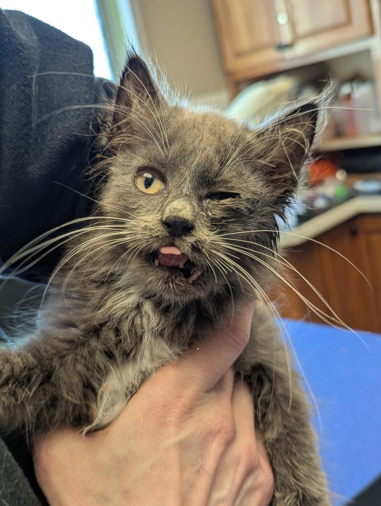 Enlarge Smokey, a Adopted mixed breed in Barron, WI image 2/6