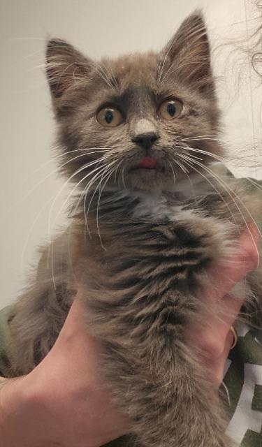 Enlarge Smokey, a Adopted mixed breed in Barron, WI image 3/6