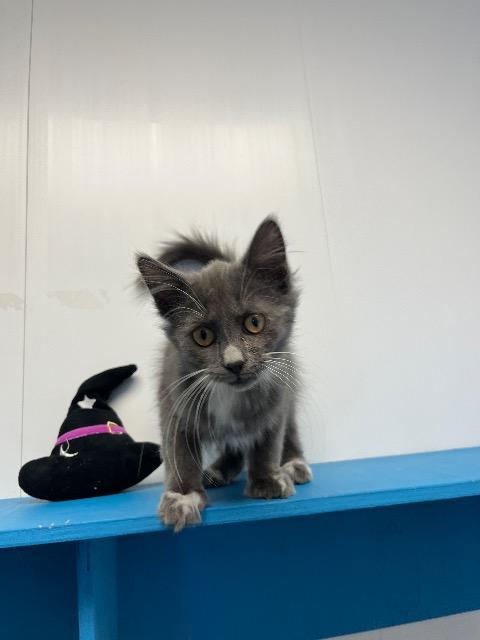 Enlarge Smokey, a Adopted mixed breed in Barron, WI image 4/6