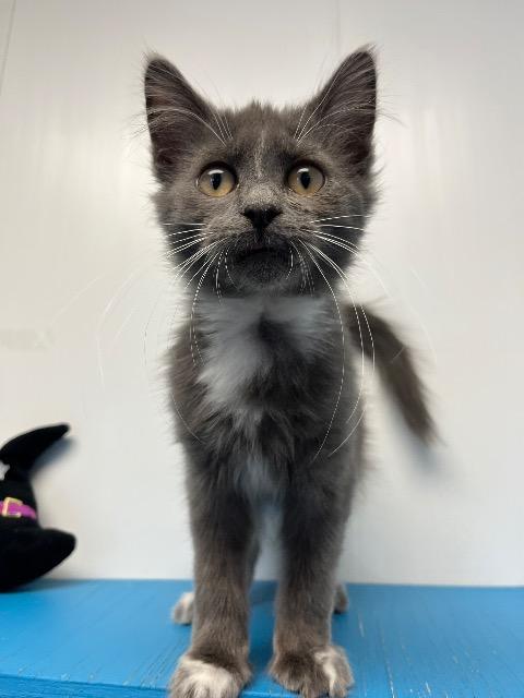 Enlarge Smokey, a Adopted mixed breed in Barron, WI image 5/6