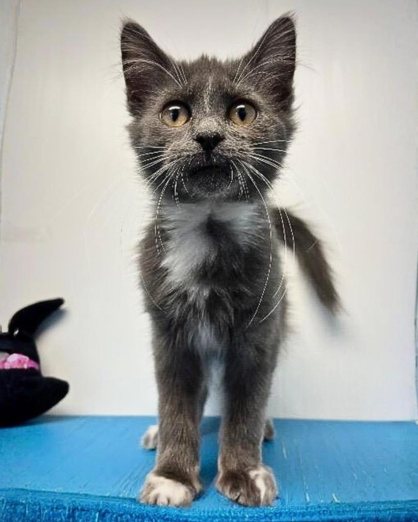 Enlarge Smokey, a Adopted mixed breed in Barron, WI image 6/6