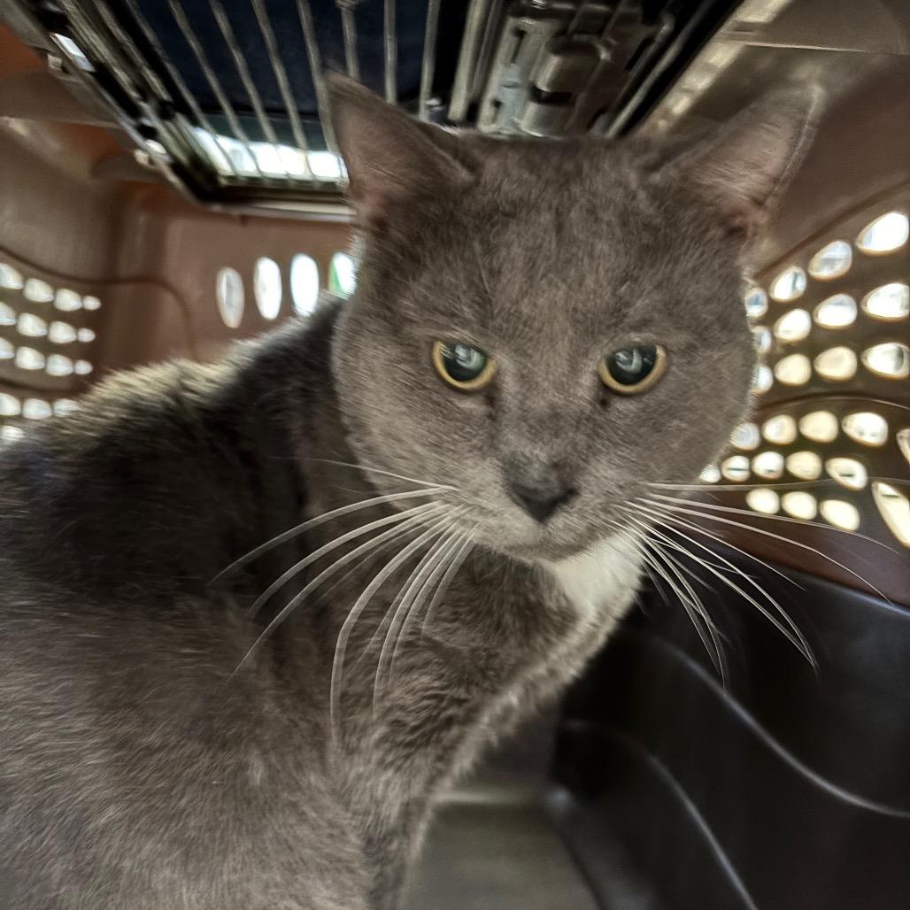 Enlarge Drake, a Adoptable Domestic Short Hair in Ruckersville, VA image 1/2