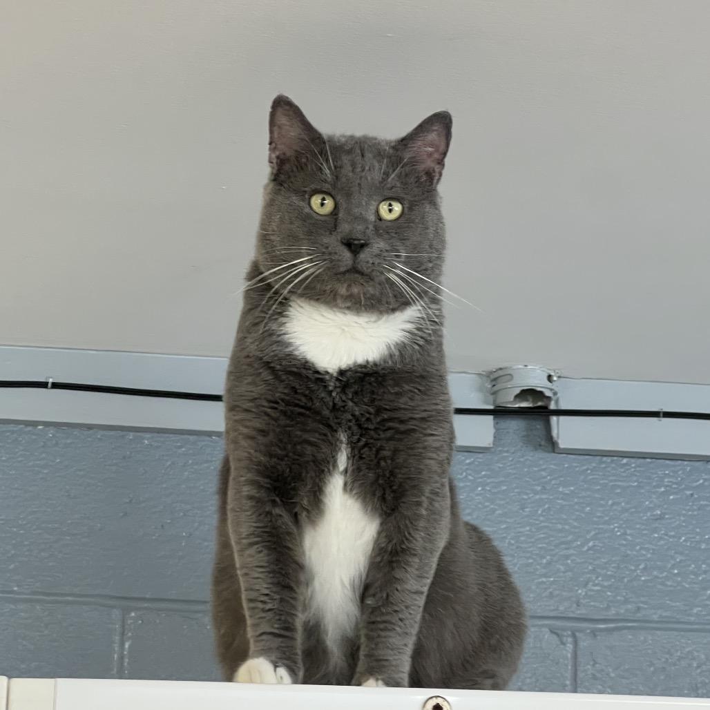 Enlarge Drake, a Adoptable Domestic Short Hair in Ruckersville, VA image 2/2