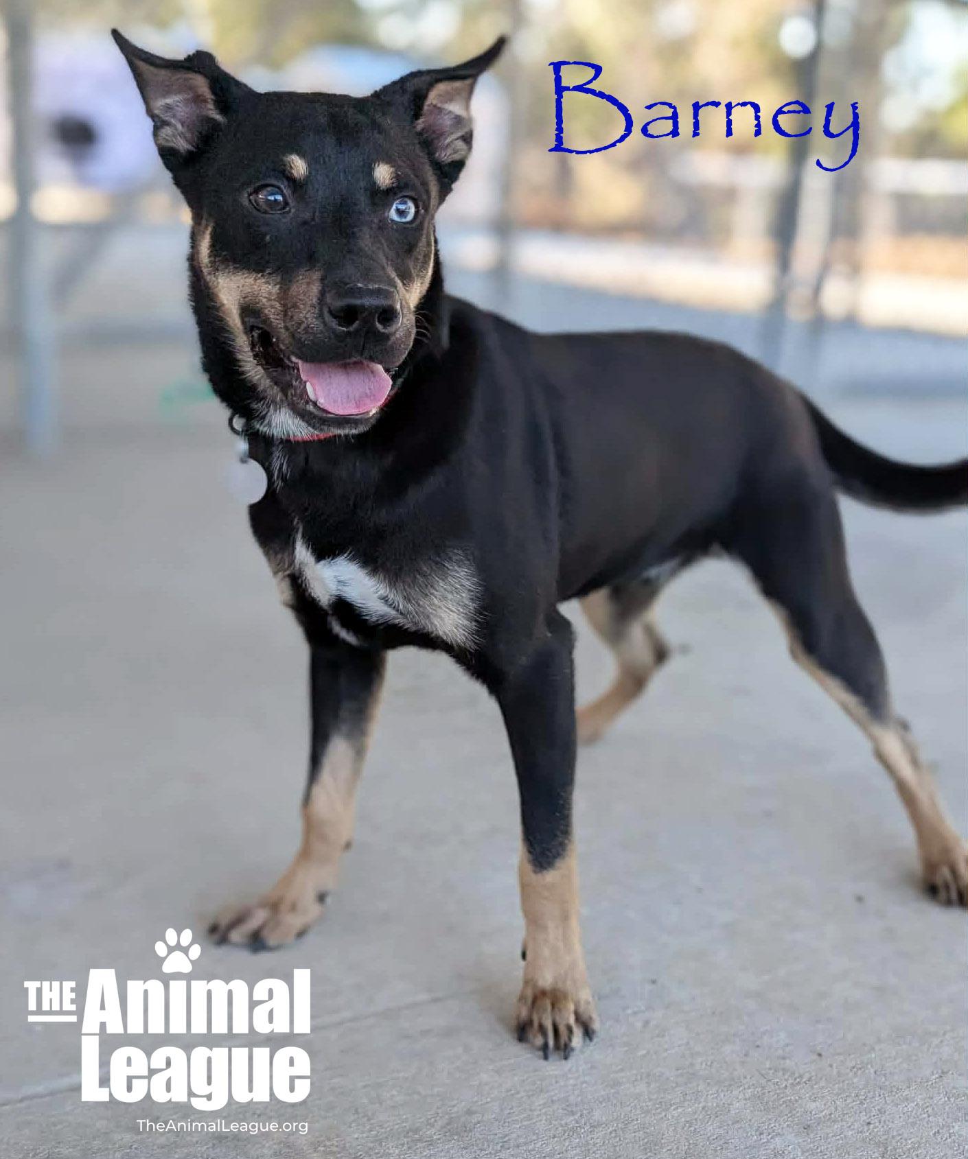 Enlarge Barney, a Adoptable mixed breed in Clermont, FL image 2/2