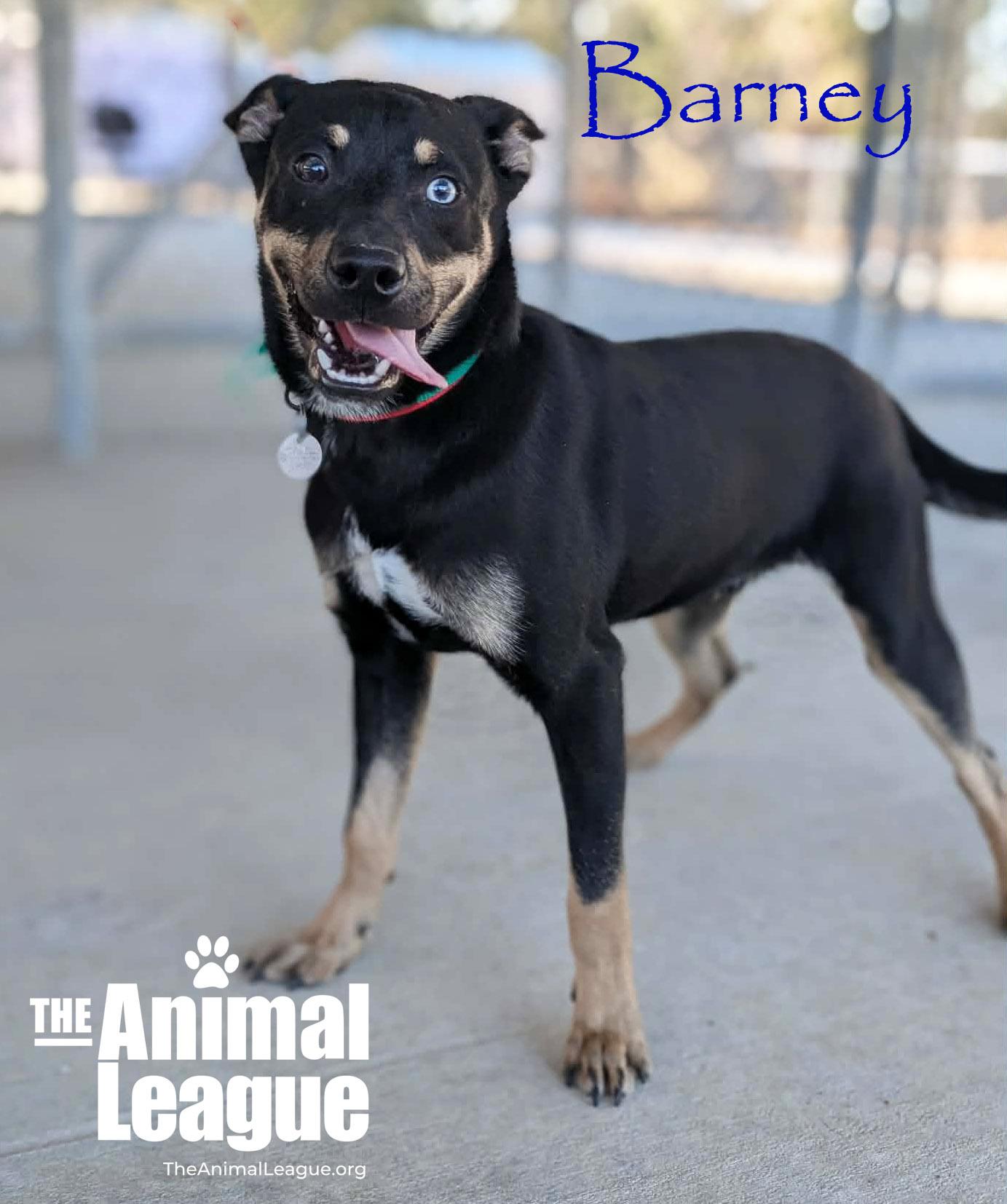 Barney, Adoptable, Young Male Shepherd & Border Collie.