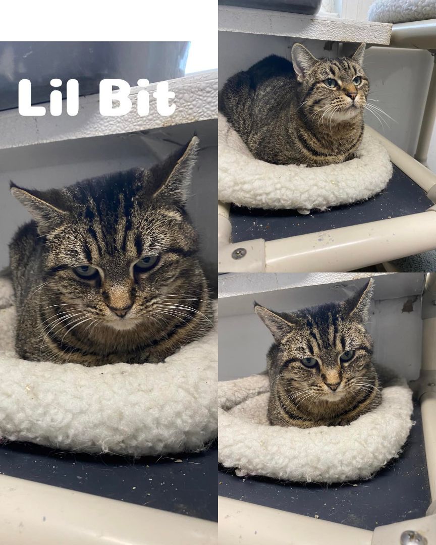 Lilbit