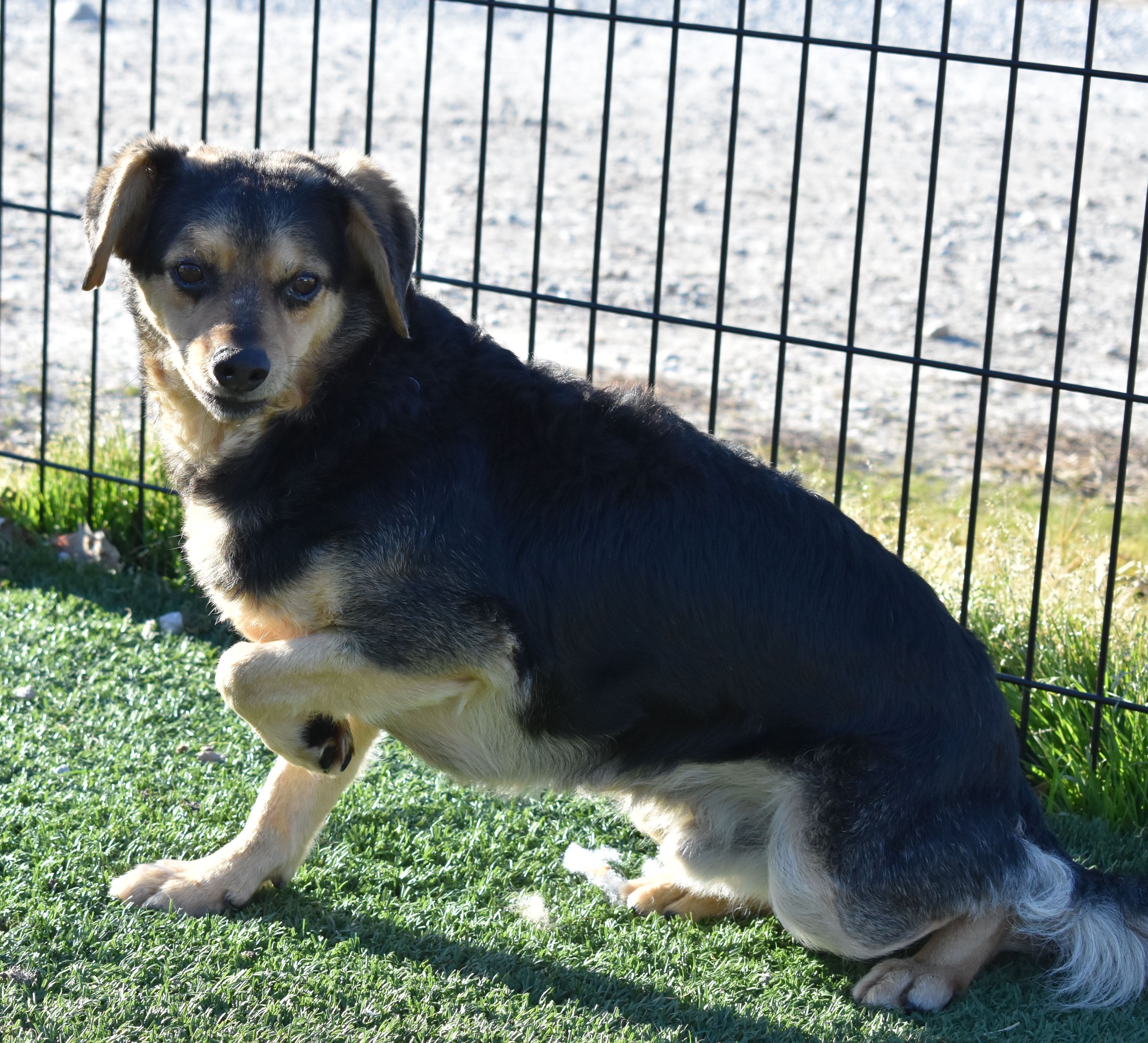 Denver, a Adoptable mixed breed in Auburn, NE image 1/6