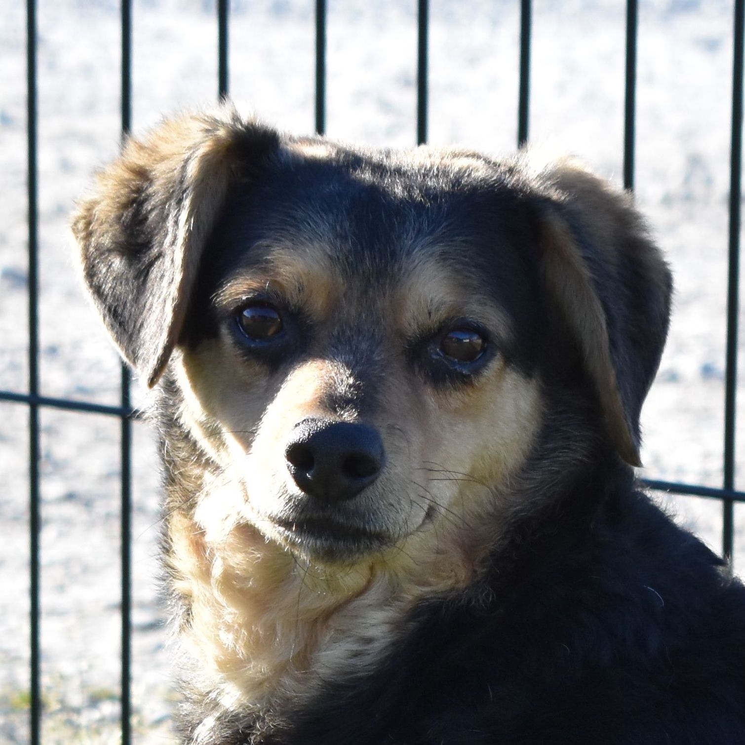 Denver, a Adoptable mixed breed in Auburn, NE image 2/6