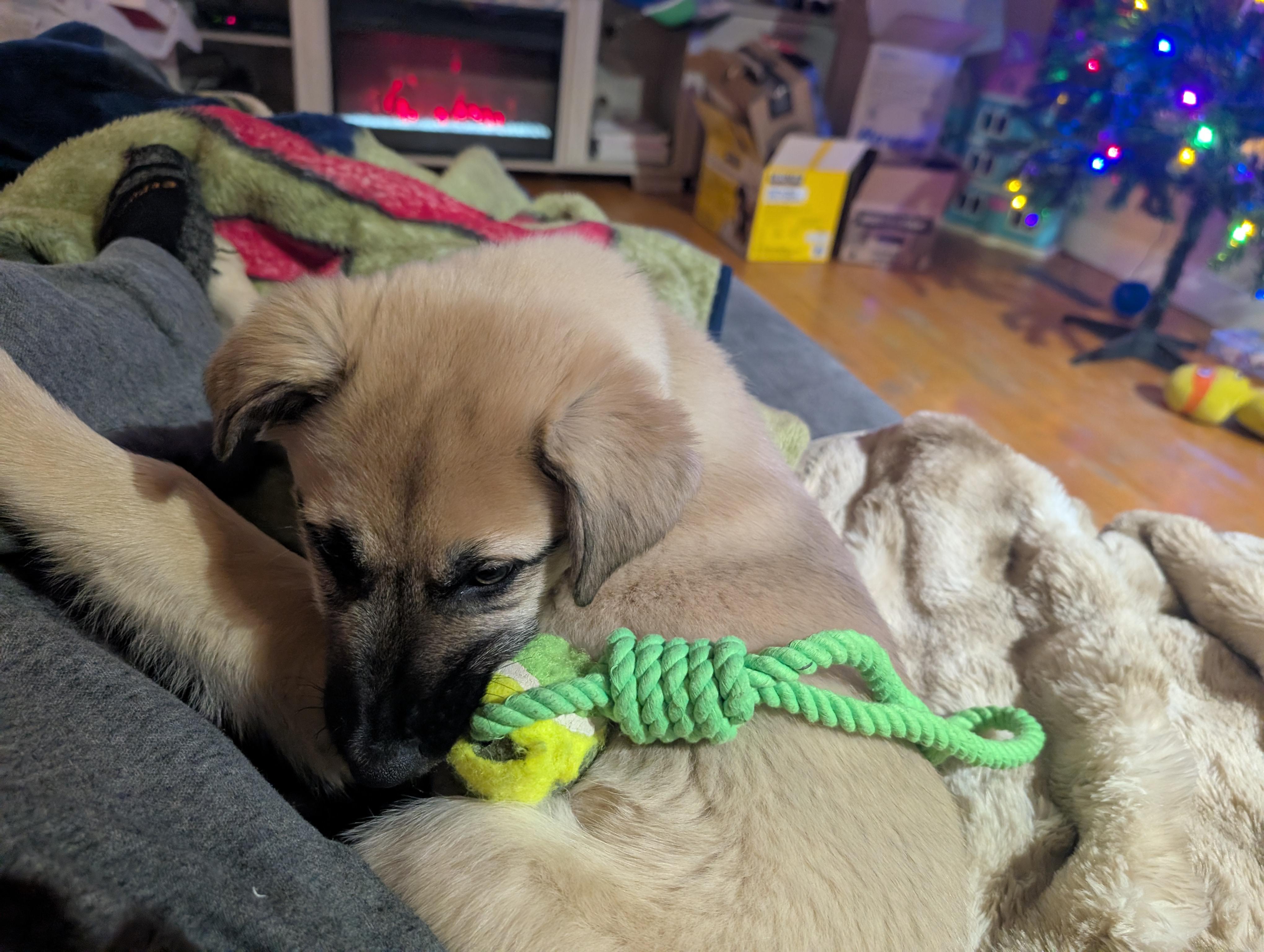 Tato, a ADOPTABLE Mixed Breed in Saskatoon, SK image 1/5