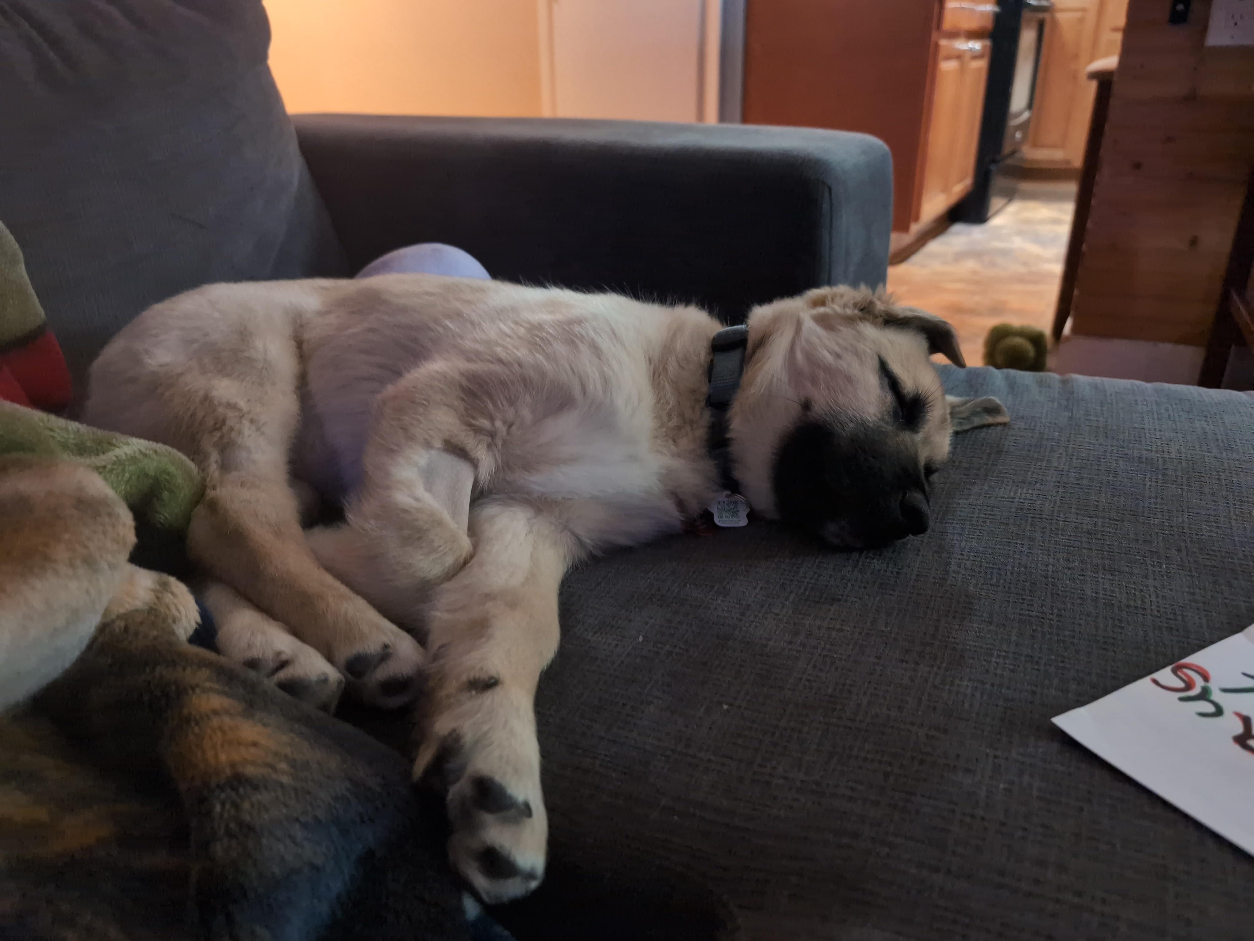 Tato, a ADOPTABLE Mixed Breed in Saskatoon, SK image 5/5