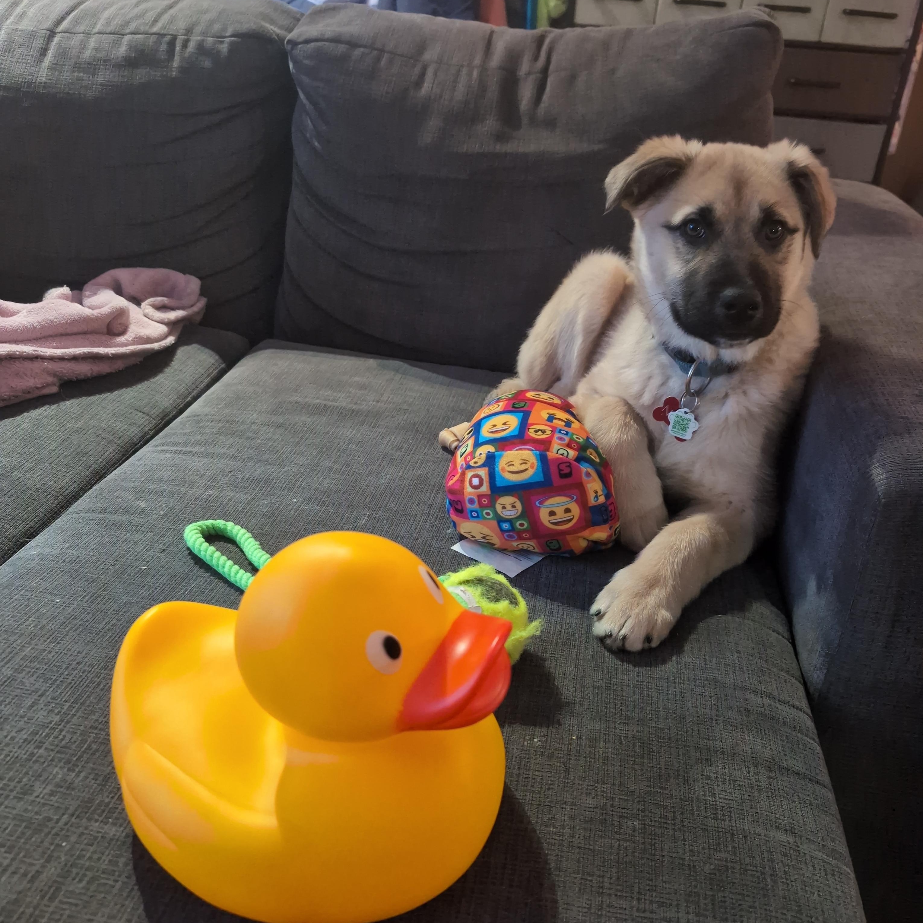 Tato, a ADOPTABLE Mixed Breed in Saskatoon, SK image 4/5